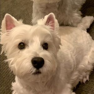 Meet your Posher, Patricia